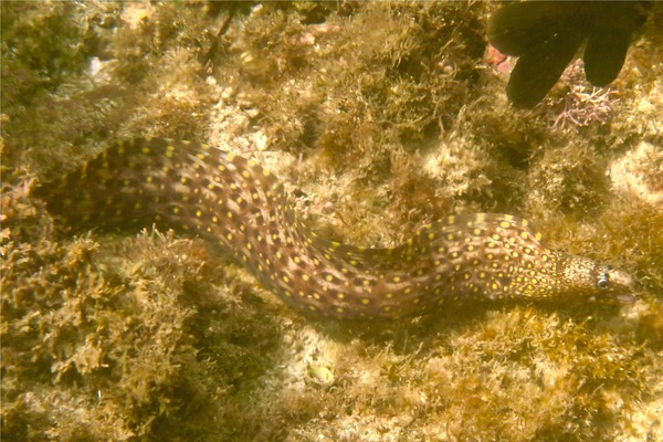 Moray - Jewel Moray Eel