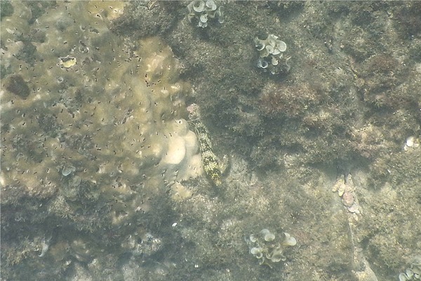 Moray - Snowflake Moray