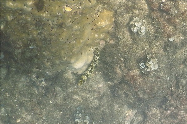 Moray - Snowflake Moray