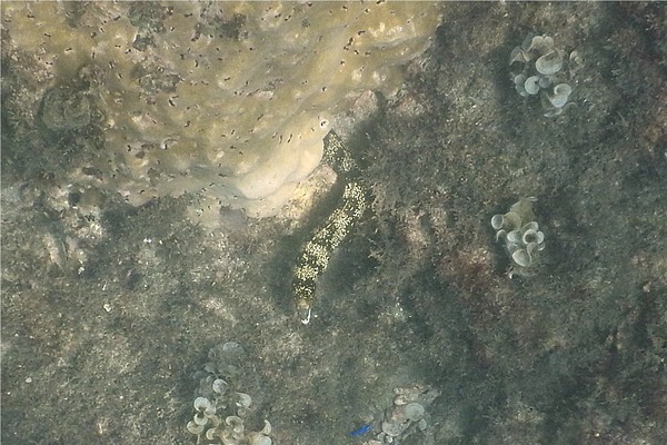 Moray - Snowflake Moray