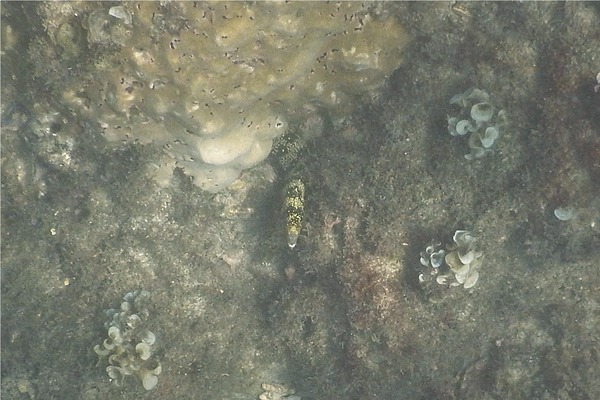 Moray - Snowflake Moray Moray - Snowflake Moray