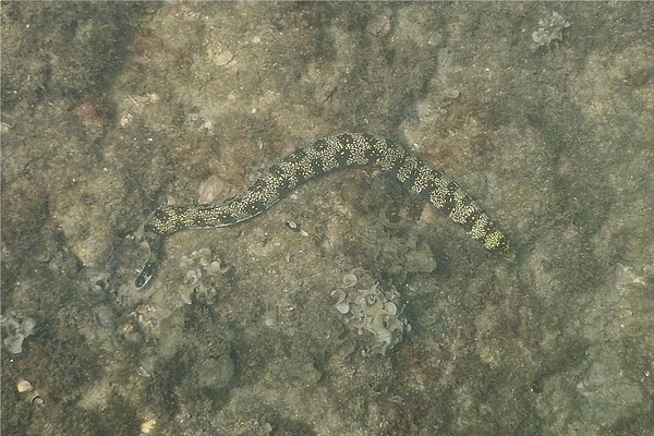 Moray - Snowflake Moray