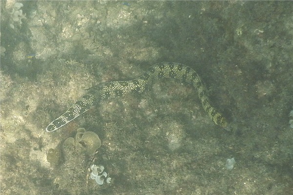 Moray - Snowflake Moray