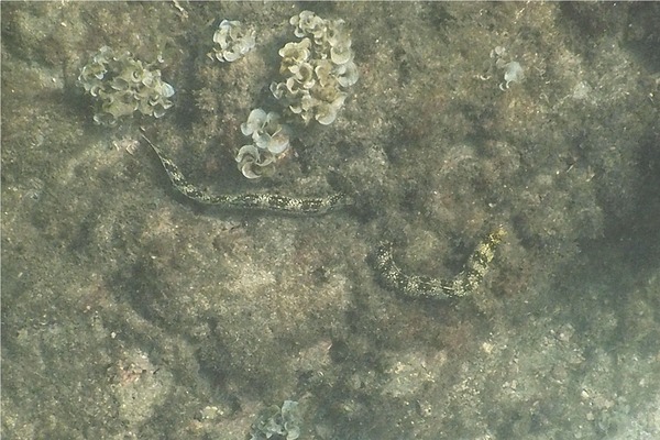 Moray - Snowflake Moray