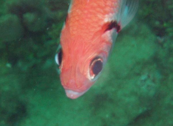 Squirrelfish - Blackbar Soldierfish