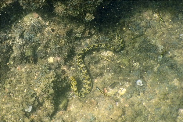 Moray - Snowflake Moray