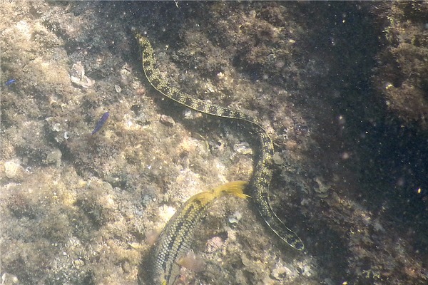 Moray - Snowflake Moray Moray - Snowflake Moray