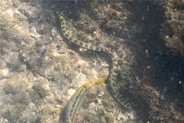 Moray - Snowflake Moray