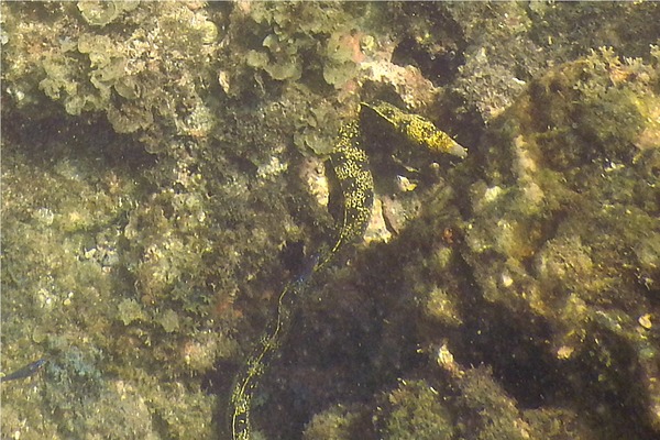 Moray - Snowflake Moray Moray - Snowflake Moray