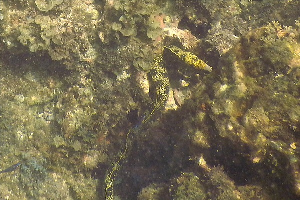 Moray - Snowflake Moray