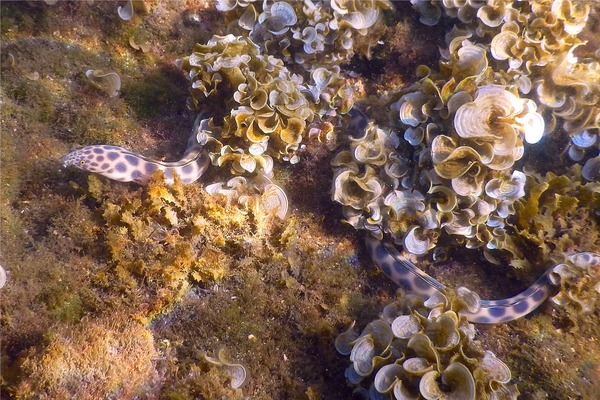 Snake Eels - Tiger Snake Eel