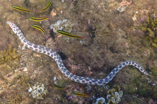 Snake Eels - Tiger Snake Eel