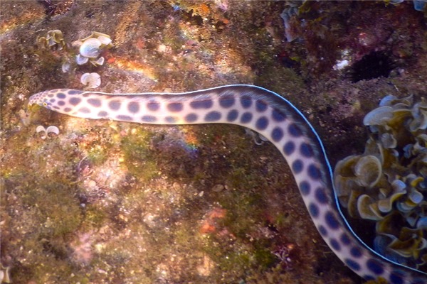 Snake Eels - Tiger Snake Eel