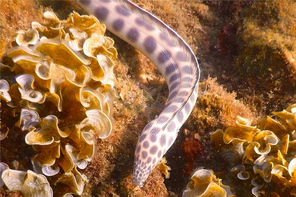 Snake Eels - Tiger Snake Eel