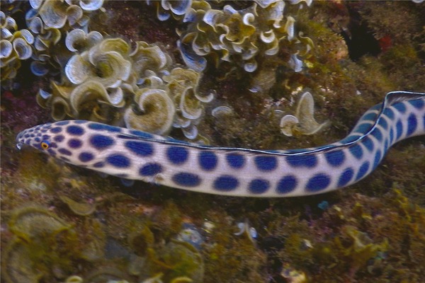 Snake Eels - Tiger Snake Eel