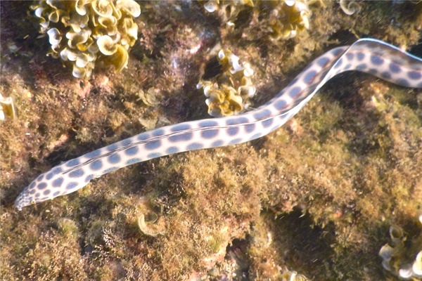 Snake Eels - Tiger Snake Eel