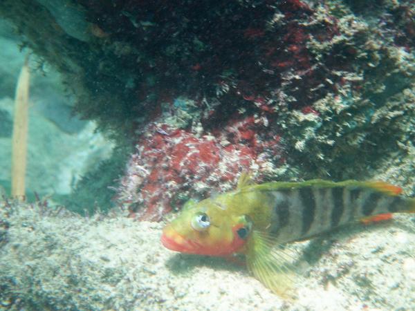 Blennies - Hairy Blenny