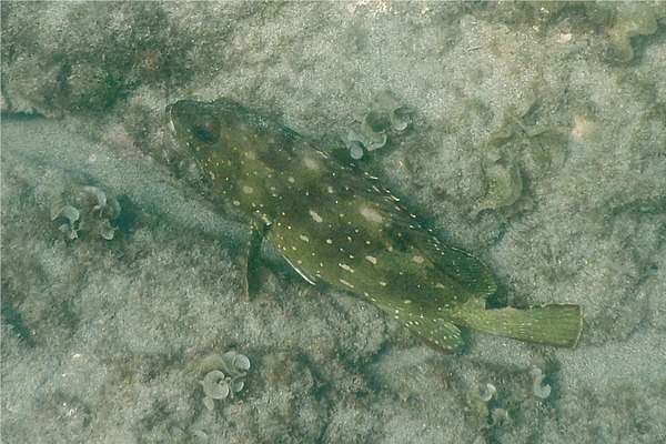Groupers - Flag Cabrilla Groupers - Flag Cabrilla