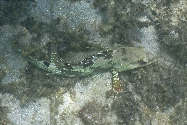 Groupers - Flag Cabrilla Groupers - Flag Cabrilla