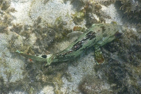 Groupers - Flag Cabrilla Groupers - Flag Cabrilla