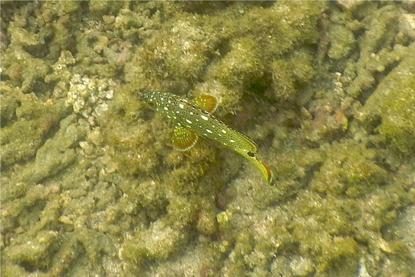 Groupers - Flag Cabrilla