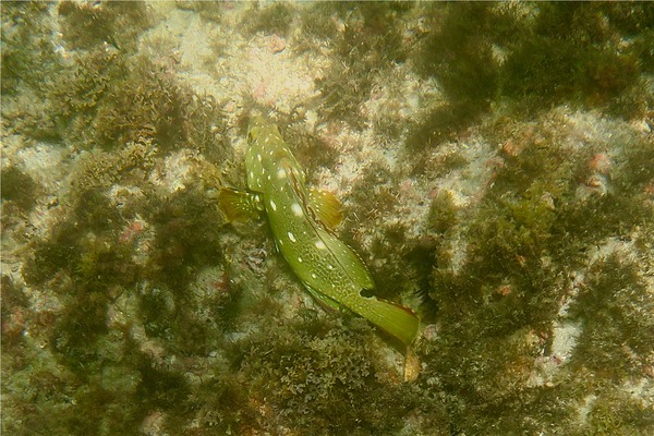Groupers - Flag Cabrilla Groupers - Flag Cabrilla