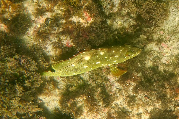 Groupers - Flag Cabrilla Groupers - Flag Cabrilla