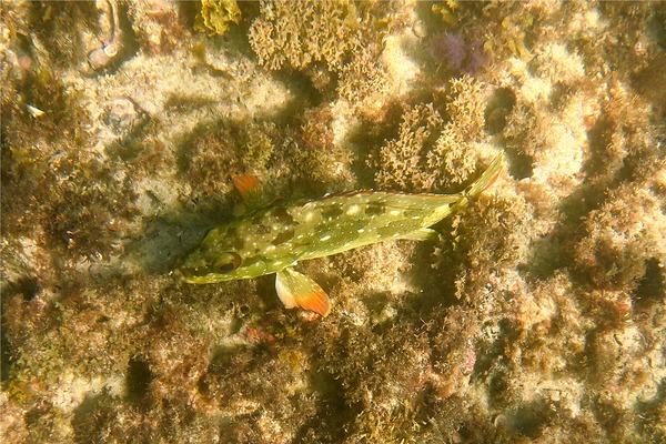 Groupers - Flag Cabrilla Groupers - Flag Cabrilla