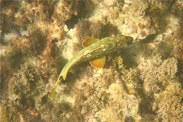 Groupers - Flag Cabrilla Groupers - Flag Cabrilla