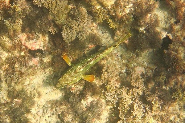 Groupers - Flag Cabrilla Groupers - Flag Cabrilla