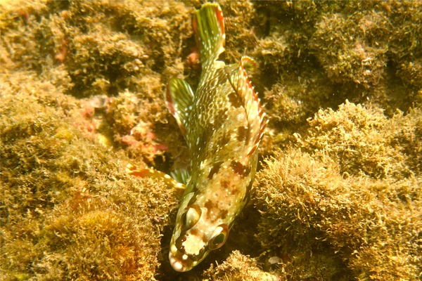 Groupers - Flag Cabrilla Groupers - Flag Cabrilla