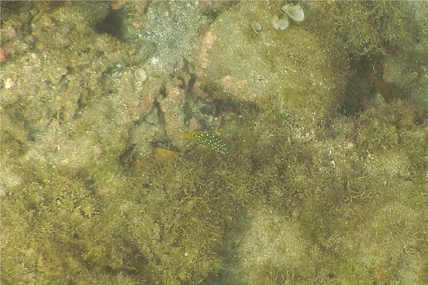 Groupers - Flag Cabrilla Groupers - Flag Cabrilla