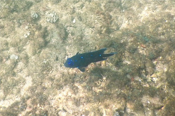 Damselfish - Giant Damselfish