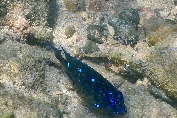 Damselfish - Giant Damselfish Damselfish - Giant Damselfish