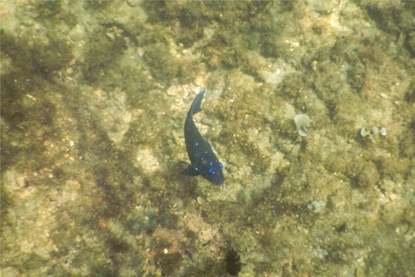 Damselfish - Giant Damselfish Damselfish - Giant Damselfish