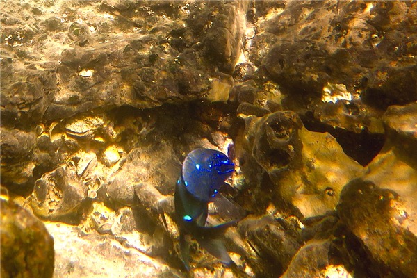 Damselfish - Giant Damselfish Damselfish - Giant Damselfish