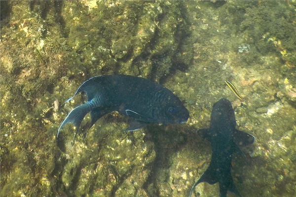 Damselfish - Giant Damselfish Damselfish - Giant Damselfish