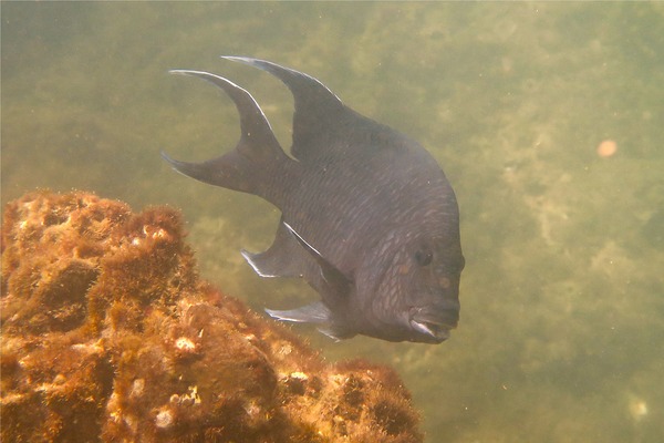 Damselfish - Giant Damselfish Damselfish - Giant Damselfish