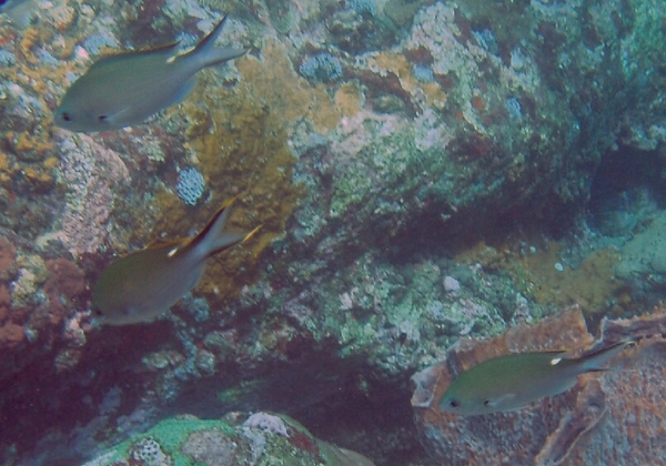 Damselfish - Brown Chromis