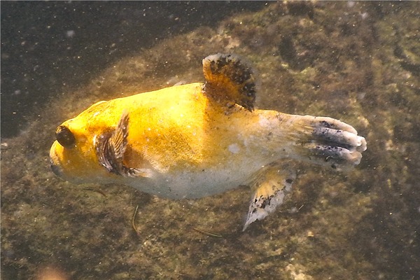 Pufferfish - Guineafowl Puffer