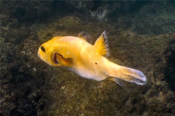 Pufferfish - Guineafowl Puffer