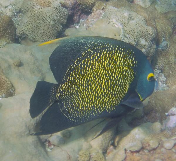 Angelfish - French Angelfish