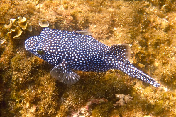 Pufferfish - Guineafowl Puffer