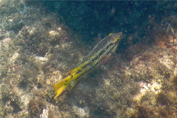 Wrasse - Mexican Hogfish