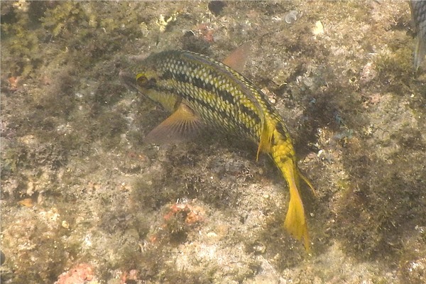 Wrasse - Mexican Hogfish