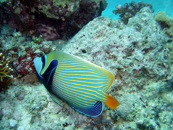 Angelfish - Emperor Angelfish