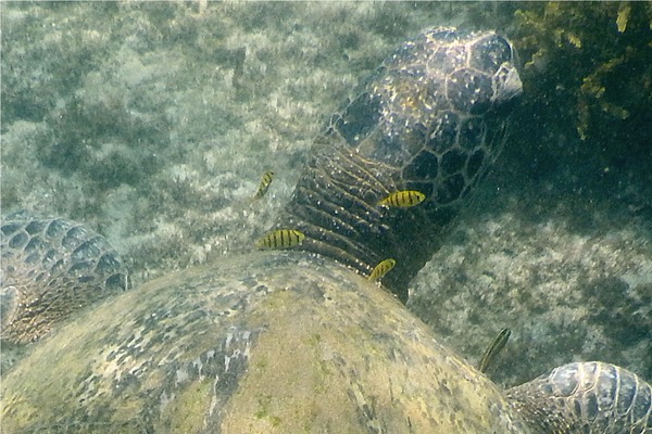 Jacks - Golden Trevally