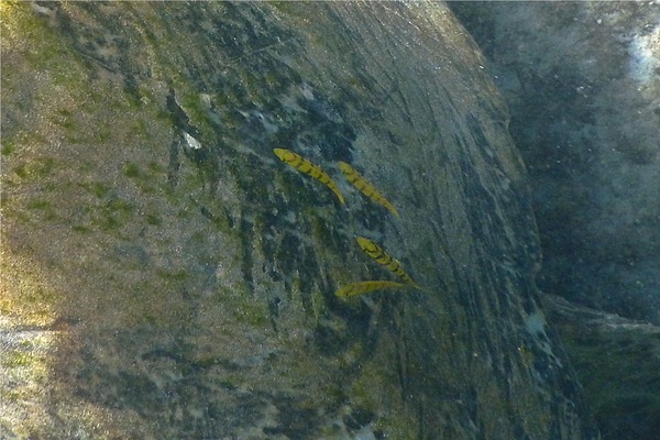 Jacks - Golden Trevally Jacks - Golden Trevally