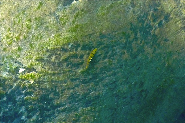Jacks - Golden Trevally Jacks - Golden Trevally