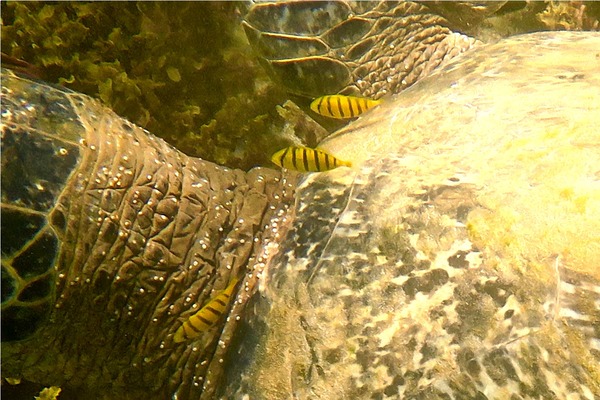 Jacks - Golden Trevally Jacks - Golden Trevally